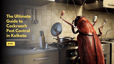 Cockroach Pest Control 的图像结果