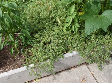 Pat Veretto's Frugal Living Blog: How to freeze purslane for later
