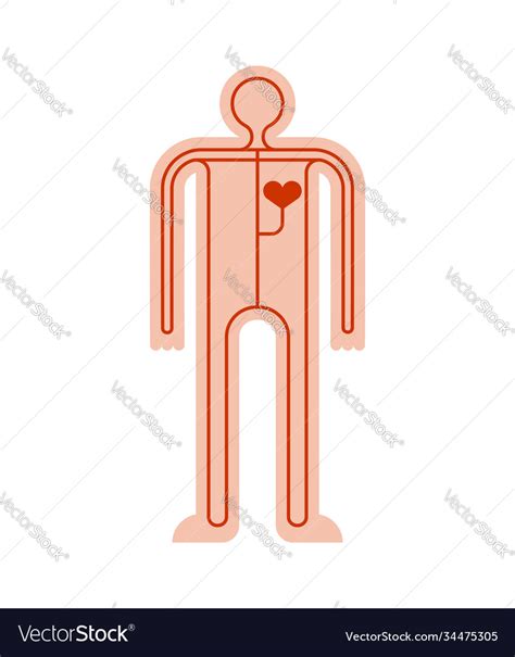 Image result for Cardiovascular System Cartoon