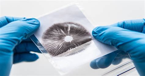 Image result for Using a USB Microscope to Study Mushrooms