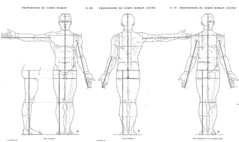 Human Body Proportions