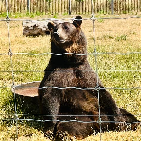 WOLDS WILDLIFE PARK - All You Need to Know BEFORE You Go 2026 (with ...