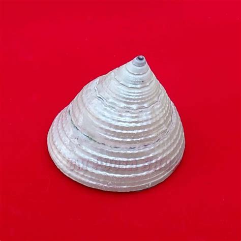Shankh Conch Shell: Shanku Buy online USA UK Canada India