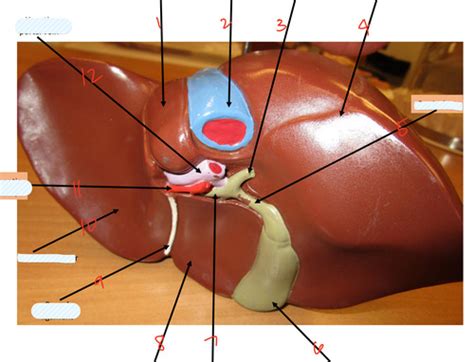 Image result for Liver Models Labeled