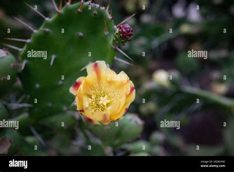 Image result for Design Patterns PDF with Different Types