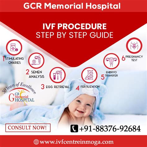 IVF Process Step by Step 的图像结果