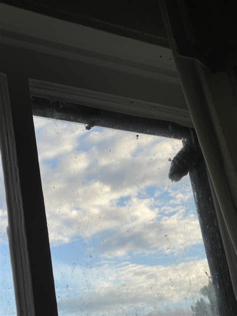 so far i’ve dealt with maggots, flies, and ants….. now how do i tackle a wasp nest in the window ...