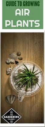 How to Grow Air Plants 的图像结果