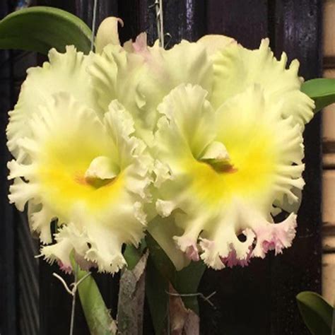Cattleya Orchid Plant Rlc. Siam White Mature - Ready To Flower