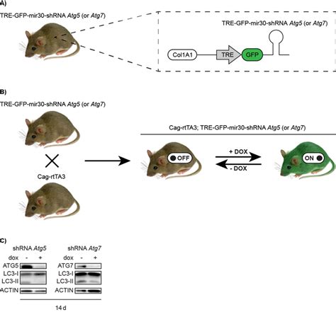 RNAi transgenic mouse models. (A) Schematic representation of the ...