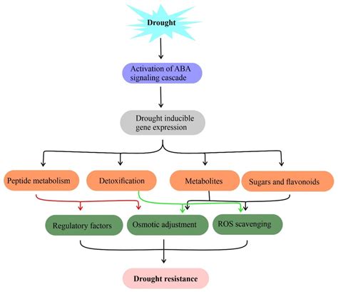Mechanisms of Abscisic Acid-Mediated Drought Stress Responses in Plants