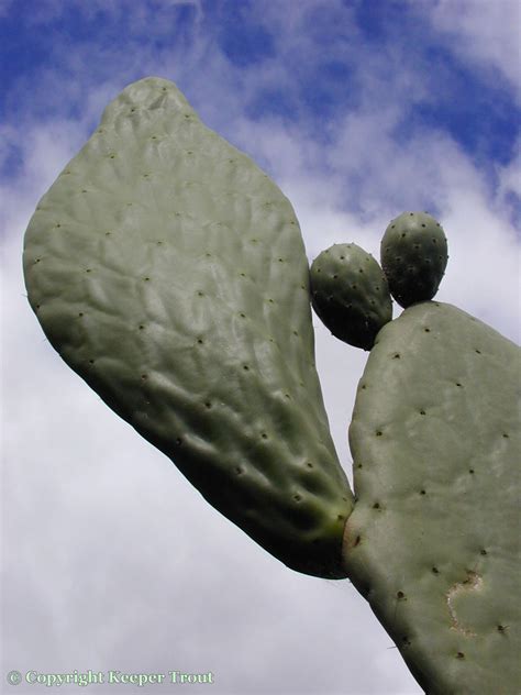 Opuntia-ficus-indica – Trout's Notes