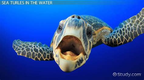 Image result for Sea Turtle Adaptations