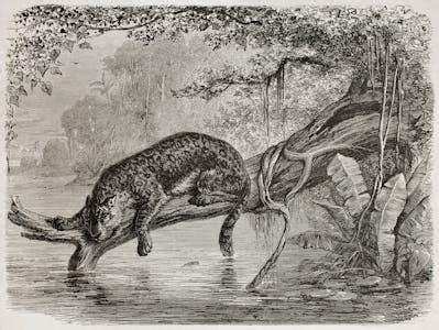 Grayscale Forest Leopard Wallpaper Murals - Giffywalls India