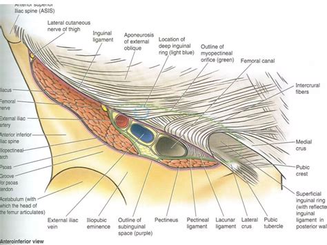 Surgical anatomy of the inguinal canal | PPTX