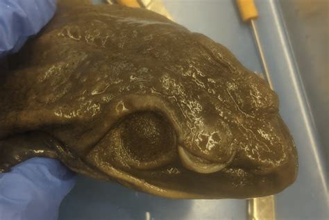 Image result for Brain Frog Dissection