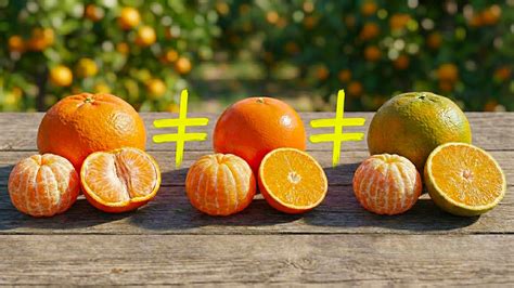 What are the differences between mandarins, tangerines and clementines?