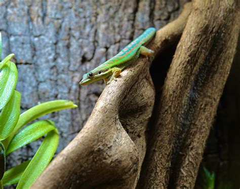 Blue Giant Day Geckos