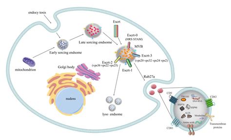 The Role and Application of Exosomes and Their Cargos in Reproductive ...
