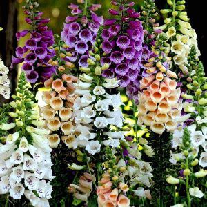 KNESSiN Digitalis purpurea, Common Foxglove Mixed Color - Flower Seeds ...