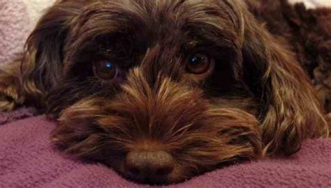 Image result for Cockapoo Dog Barking