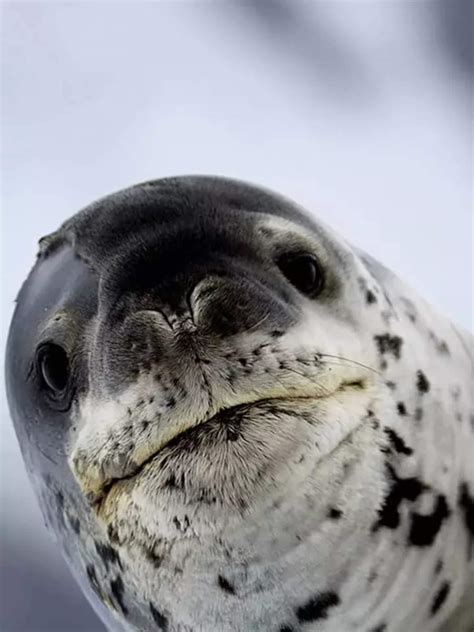 Example of Animals Can Swim 的图像结果