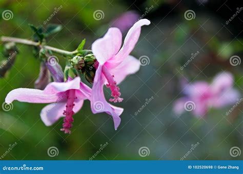 Pink Common Hibiscus stock photo. Image of plants, india - 102520698