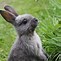 Image result for Rabbit Big Ears