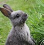 Image result for Rabbit Plush with Really Long Ears