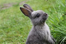 Image result for Long-Eared Rabbit