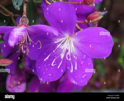A Series of Violet Color Flower Blossom in Spring Stock Photo - Alamy