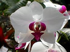 come curare le orchidee in vaso come curare le orchidee il verde come curare le orchidee in vaso come curare le orchidee il verde