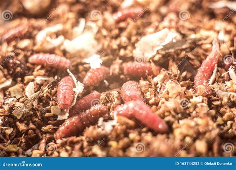 Macro Photo Pink Red Maggots. Image Background Fishing Bait Pink Worms ...