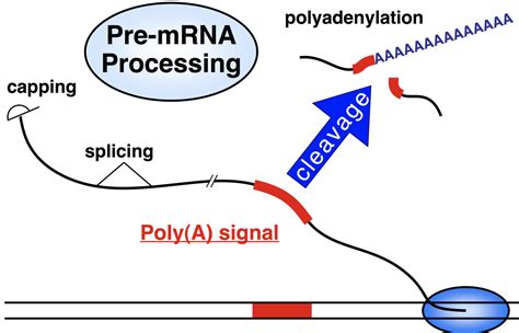 RNA Polya 的图像结果