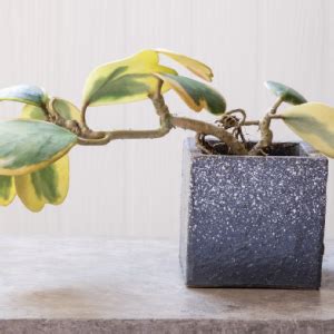 UGAOO Heart Hoya Variegated Succulent Live Plant with Pot : Amazon.in ...