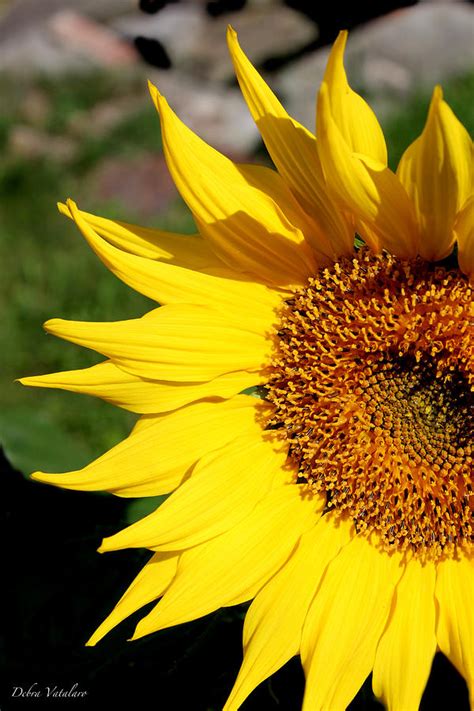 Sunshine Flower : Sunshine Flowers High Resolution Stock Photography ...