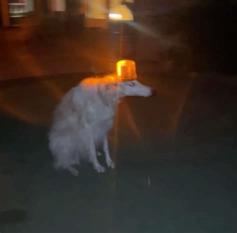 Funny Dog Memes for a Good Laugh