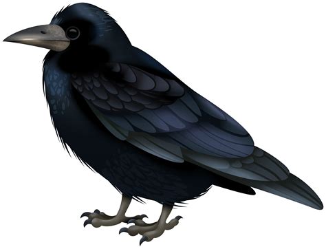 black crow clipart 20 free Cliparts | Download images on Clipground 2026