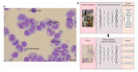 Image result for Scale Bar Microscope