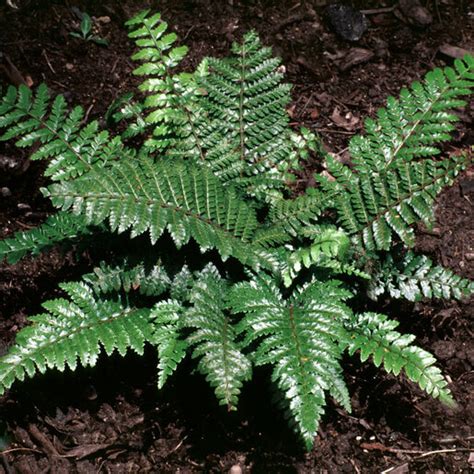 Image result for Differential Evolution Algorithm