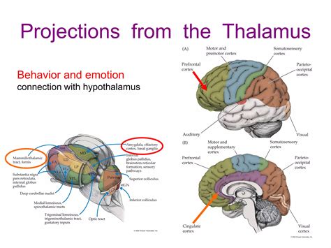 Thalamus and Hypothalamus.pdf