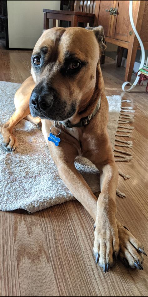 Whippet Boxer Pitbull Mix Rhodesian Ridgeback And Pitbull