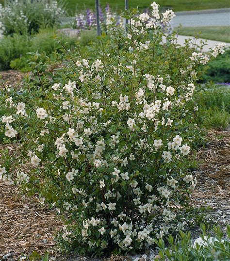 Mock Orange Tree Height at William Rohde blog