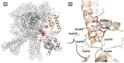 In Silico Methods for the Discovery of Kv7.2/7.3 Channels Modulators: A ...