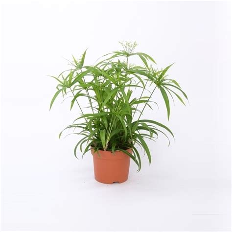 Cyperus papyrus 'Green Gold' — Plant Wholesale FlorAccess