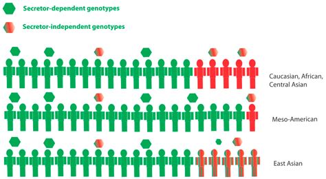 Genetic Susceptibility to Human Norovirus Infection: An Update