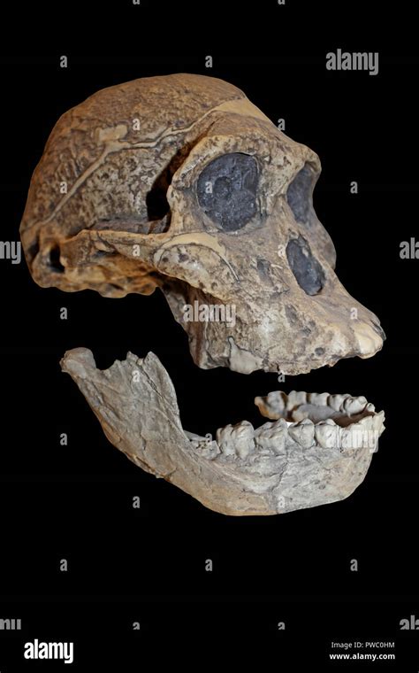 Australopithecus Africanus Body 的图像结果