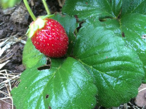 Organic Local Food 的图像结果