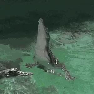 Image result for Exploding Alligator GIF