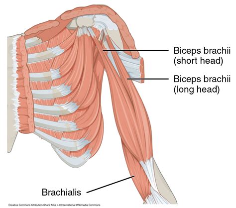 10 Short Head Bicep Exercises (+3 Inner Bicep Workouts) - Hevy App